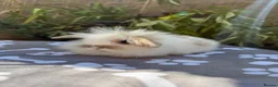 Mini Lop rabbits for sale: X8 baby Mini lop boys  - Advert 10