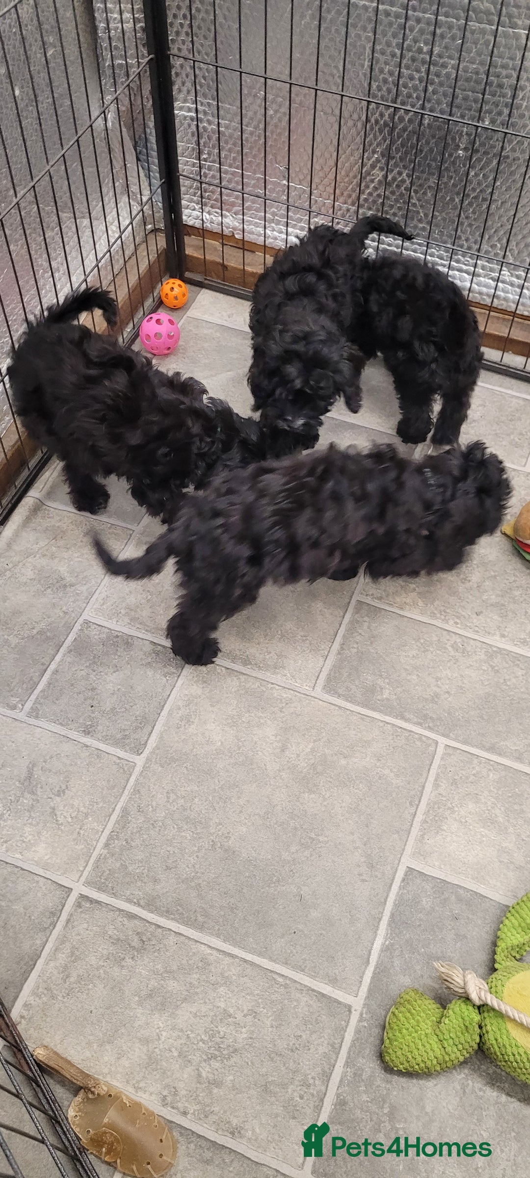 Cockapoo dogs for sale: 3 Stunning Black Girls F1 Show type cockapoos - Advert 12