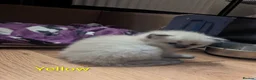 Ragamese cats for sale: Beautiful ragameise kittens  - Advert 6