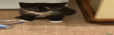 Domestic Shorthair 3