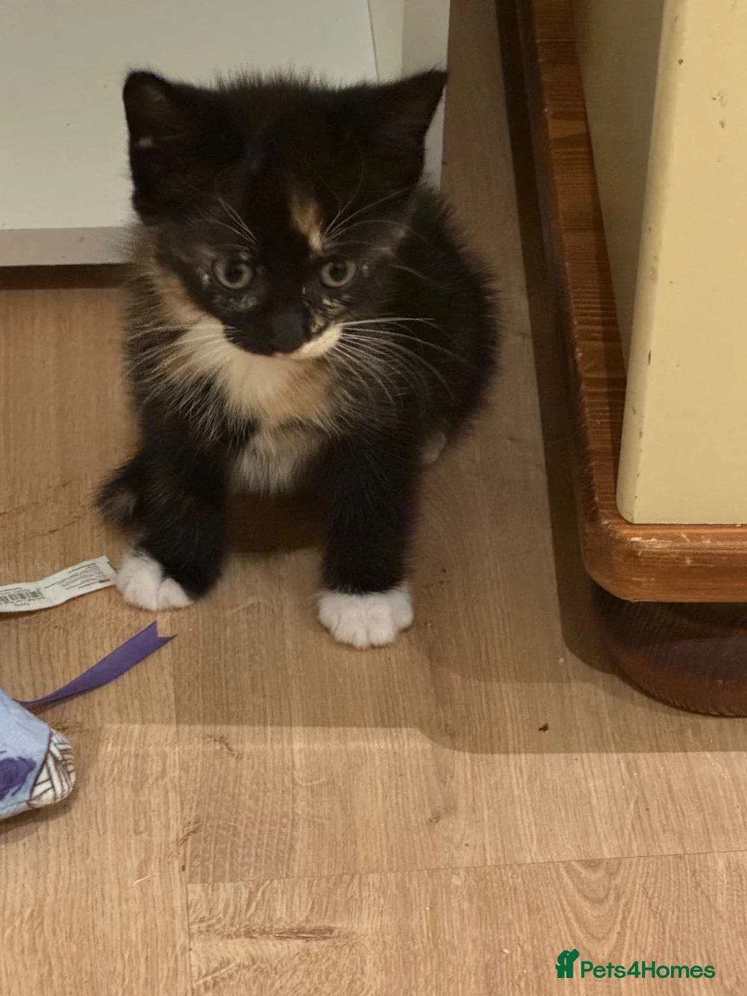 Domestic Shorthair cats for sale: Beautiful kittens ready to go friday 4th sept - Advert 5