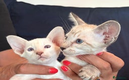 Siamese cats for sale: Siamese kittens - Image 5