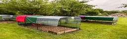 Chickens poultry for sale: Variety of hybrid chickens 16+ weeks old POL - Advert 8