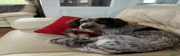 Sprocker dogs for stud: NEW STUD.  - Advert 5