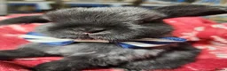 Mixed Breed rabbits for sale: rabbit lovely bunny black or nbue grey and spot in Paisley - Advert 3