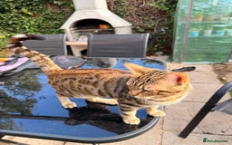 Bengal cats for sale: Half Bengal Kitten Ready Now - Advert 8