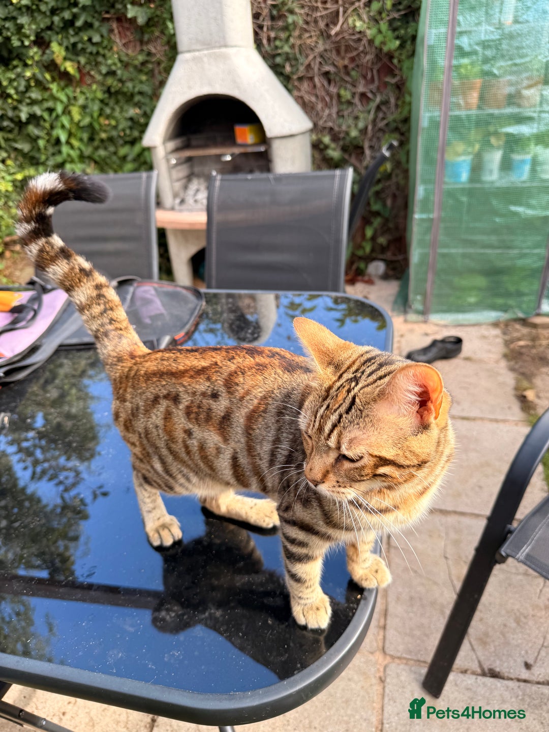 Bengal cats for sale: Half Bengal Kitten Ready Now - Advert 8