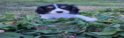 Cavalier King Charles Spaniel dogs for sale: Fully vaccinated Tri BOYS - Advert 4