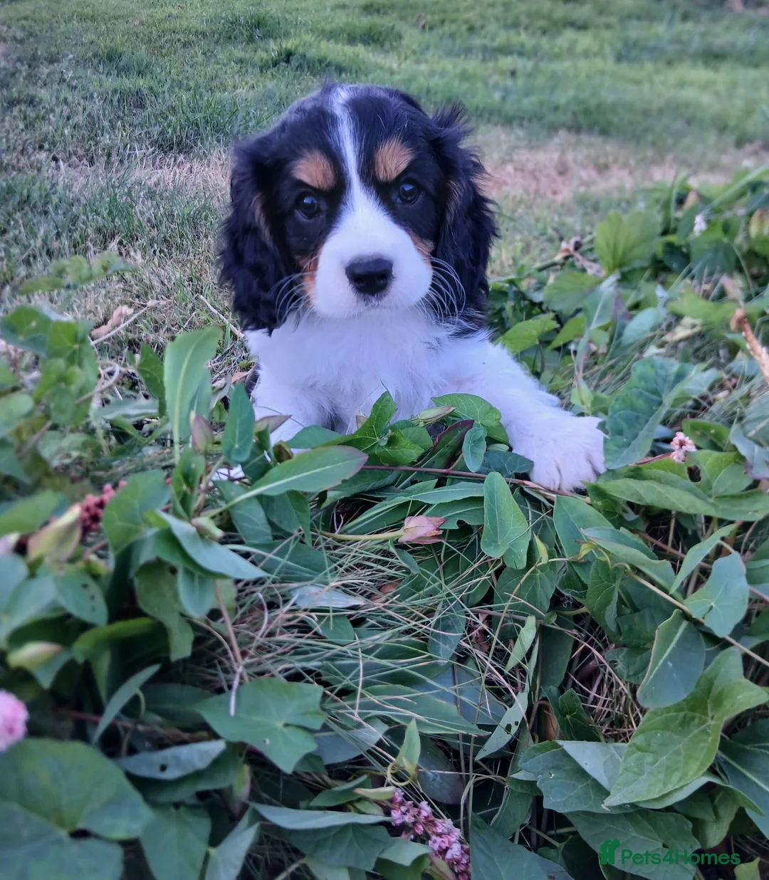 Cavalier King Charles Spaniel dogs for sale: Last two beautiful boys - Advert 2