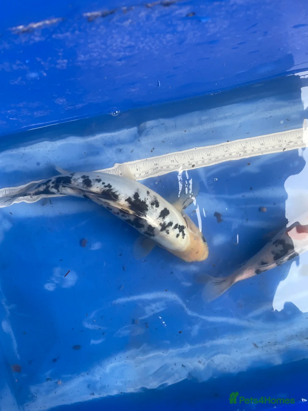 Koi Carp fish for sale: Koi carp and butterfly koi  - Advert 14