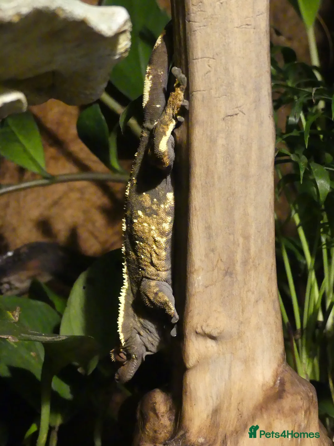 Gecko reptiles for sale: Crested Geckos with bioactive terrarium - Advert 5