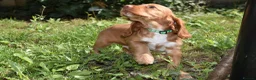 Cocker Spaniel dogs for sale: Ready Now Kc Reg Show Type Cocker Spaniel  - Advert 14