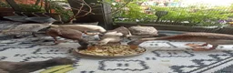 Mixed Breed livestock for sale: Indian Runner ducks  - Advert 14