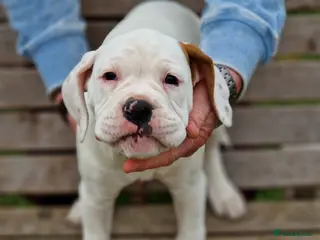 Mixed Breed dogs Boxer cross Olde English Bull Dog mix puppies - Advert 6