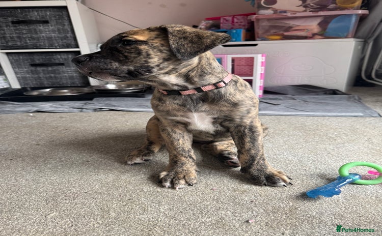 Mixed Breed dogs - Advert 5