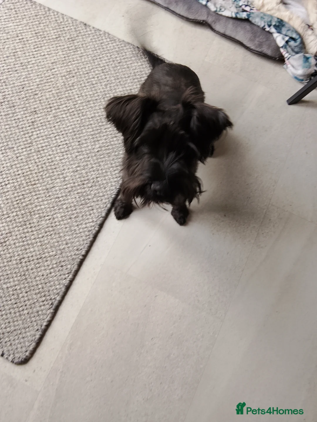 Miniature Schnauzer dogs for sale: Girls  in Herne Bay - Advert 3
