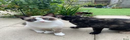 Snowshoe cats for sale: One year old female Siamese snowshoe  - Advert 7