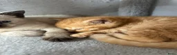 Mixed Breed cats for sale: 2 gorgeous kittens ready from 7th October in Ilminster - Advert 6