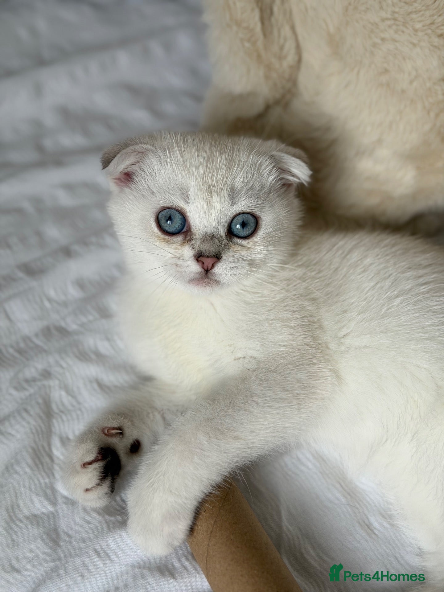 Scottish Fold cats Silver chinchilla Scottish folds  - Advert 8