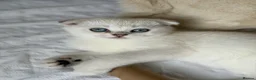 Scottish Fold cats for sale: Silver chinchilla Scottish folds  - Advert 7