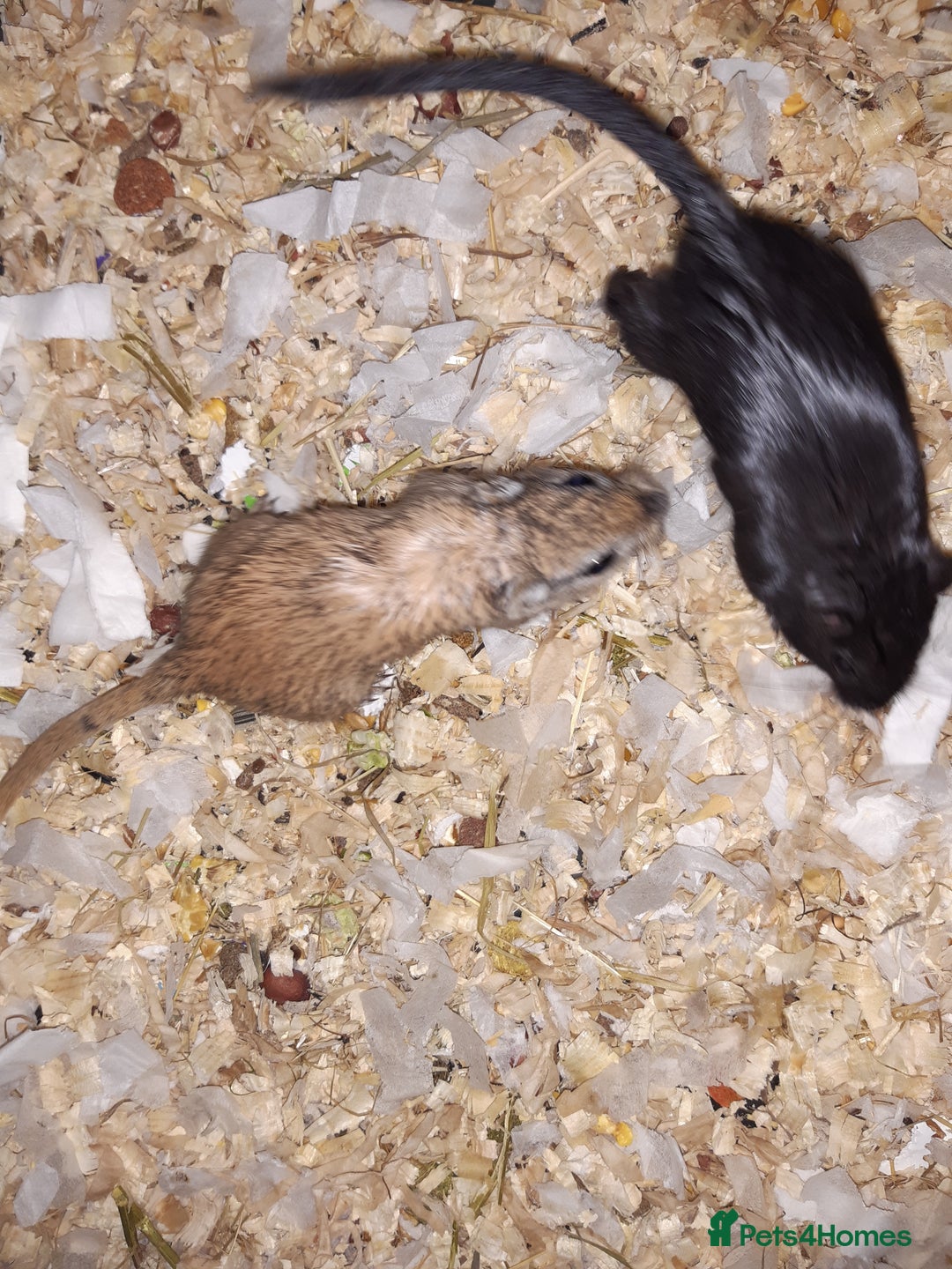 Gerbil rodents for sale: Super friendly gerbils from hobby breeder  - Image 23