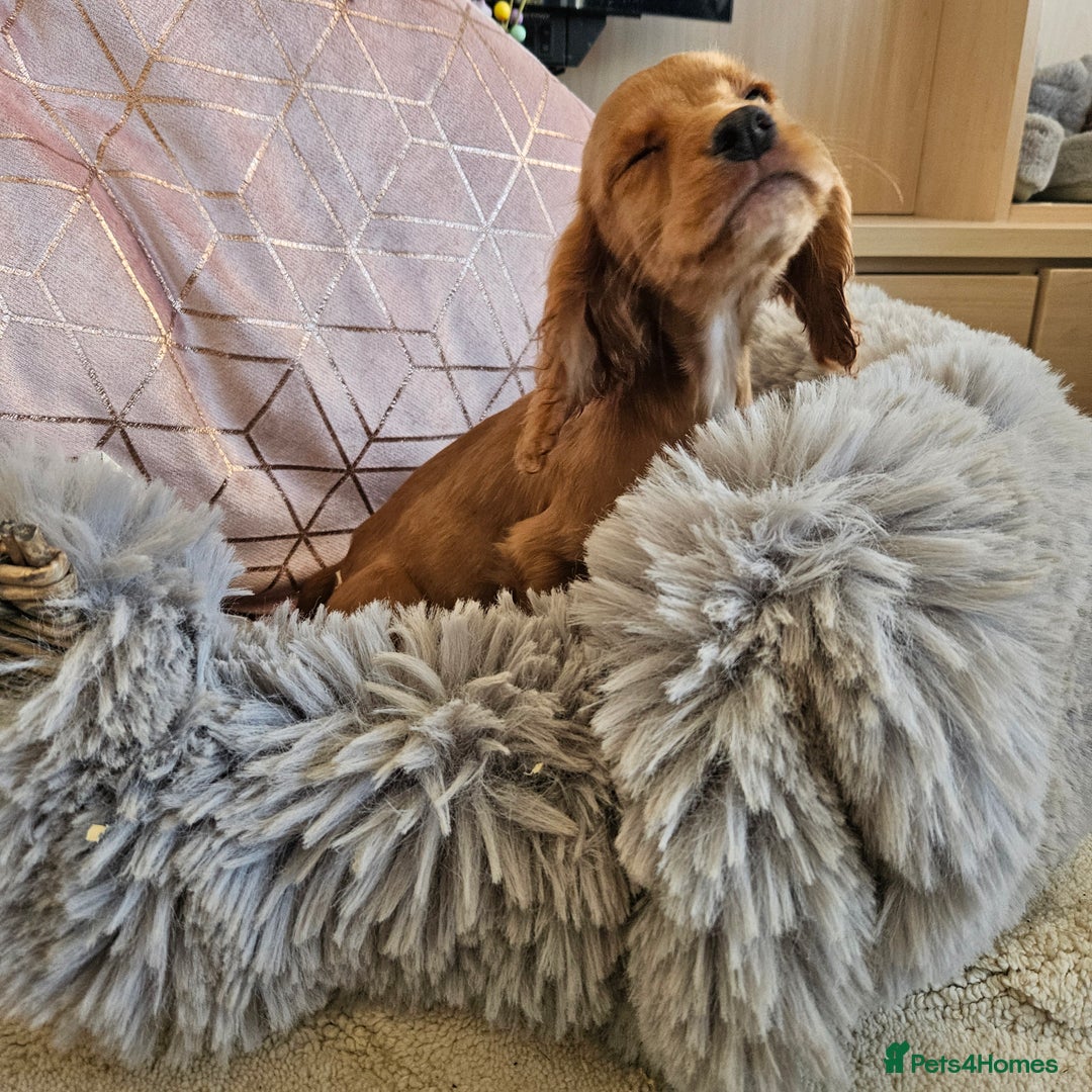 Cocker Spaniel dogs for sale: Stunning mix of working type cocker spaniels  - Advert 18