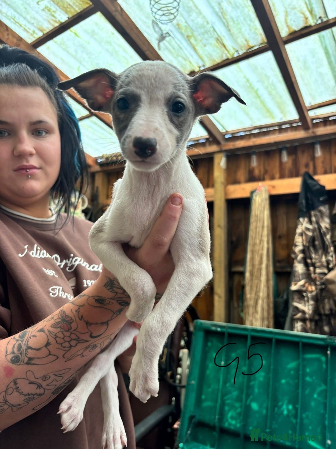 Whippet dogs for sale: Whippet pups x14 - Advert 9