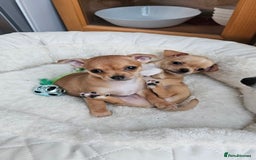 Chihuahua dogs for sale: Chihuahua puppies available  - Image 7
