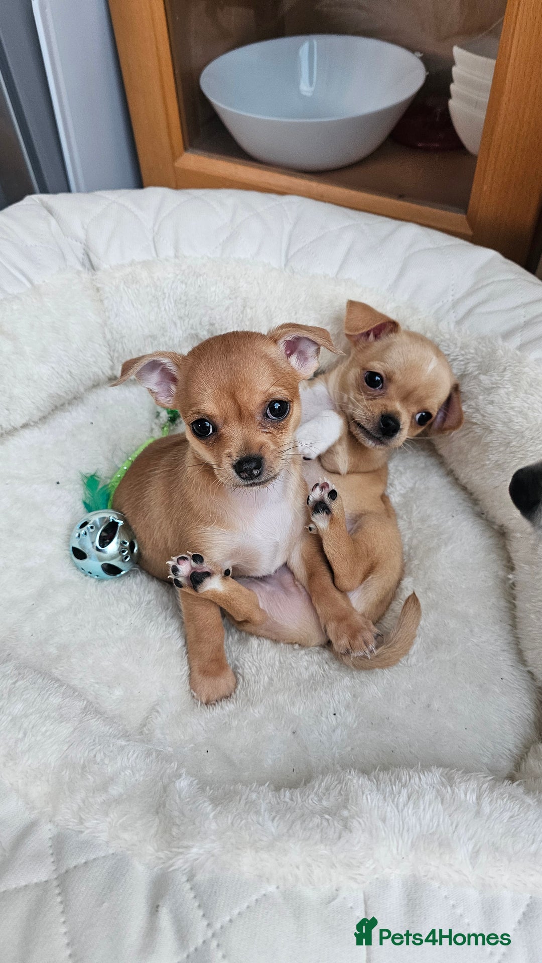 Chihuahua dogs for sale: Chihuahua puppies available  - Image 7