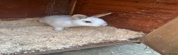 French Lop rabbits for sale: Rabbits  - Advert 5