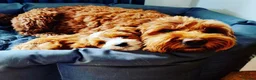 Australian Labradoodle dogs for sale: Genuine Australian Labradoodles - Advert 14