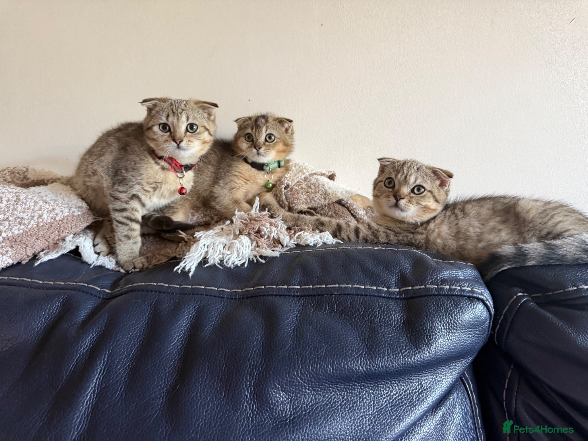 British Shorthair cats Gorgeous kittens  - Advert 1