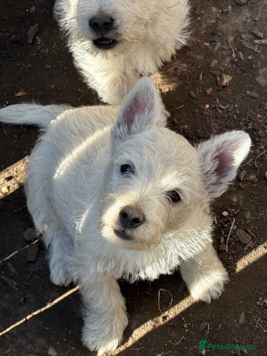 West Highland Terrier dogs for sale: Stunning West Highland White Terrier Babies - Image 12