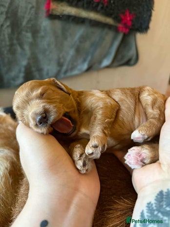 Cavapoo dogs - Advert 2