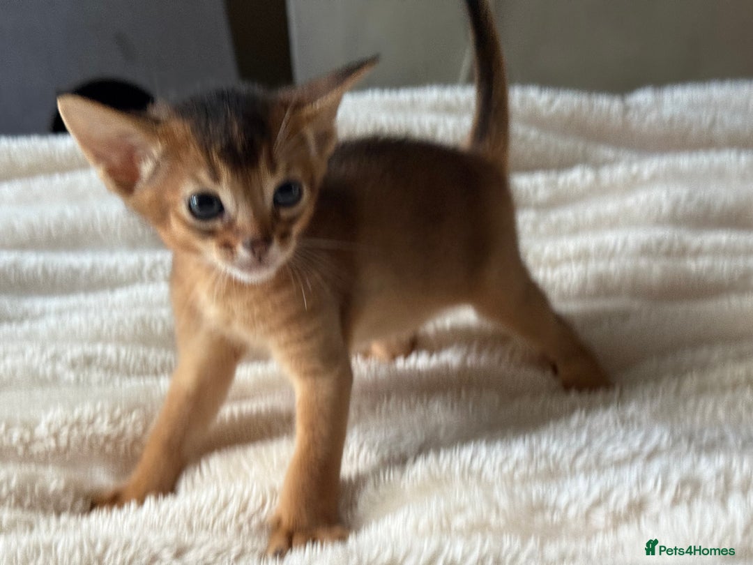 Abyssinian cats for sale: GCCF registered beautiful Abyssinian kittens  - Image 7