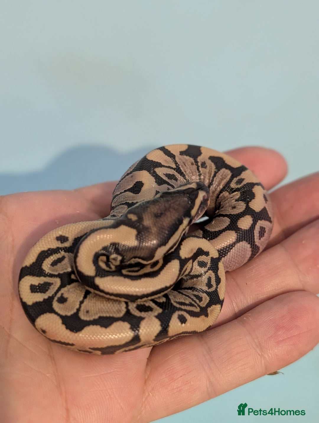 Snake reptiles for sale: 🐍 Ball Python Hatchlings – Stunning Morphs - Advert 4