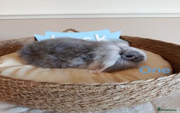 Mini Lop rabbits for sale: Fantastic mini lop babies forsale  - Image 4