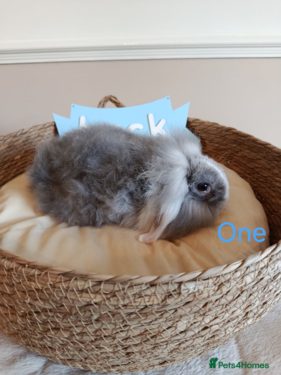 Mini Lop rabbits for sale: Fantastic mini lop babies forsale  - Image 4