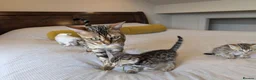 Bengal cats for sale: 🤍🤎🖤 GORGEOUS BENGAL KITTENS 🖤🤎🤍 - Advert 17