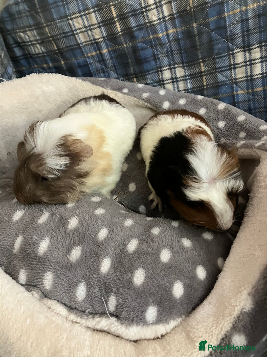 Guinea Pig rodents for sale: Lots of lovely baby boy guinea pigs - Advert 24