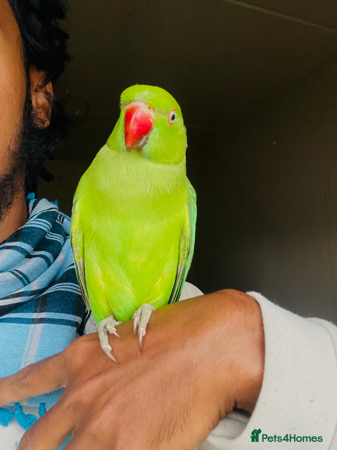 Ringnecks birds for sale: Hand Tamed/Untamed Beautiful Ringnecks for Sale - Advert 4