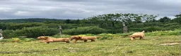 Labrador Retriever dogs for sale: Gorgeous fox red Labrador female puppies - Advert 9