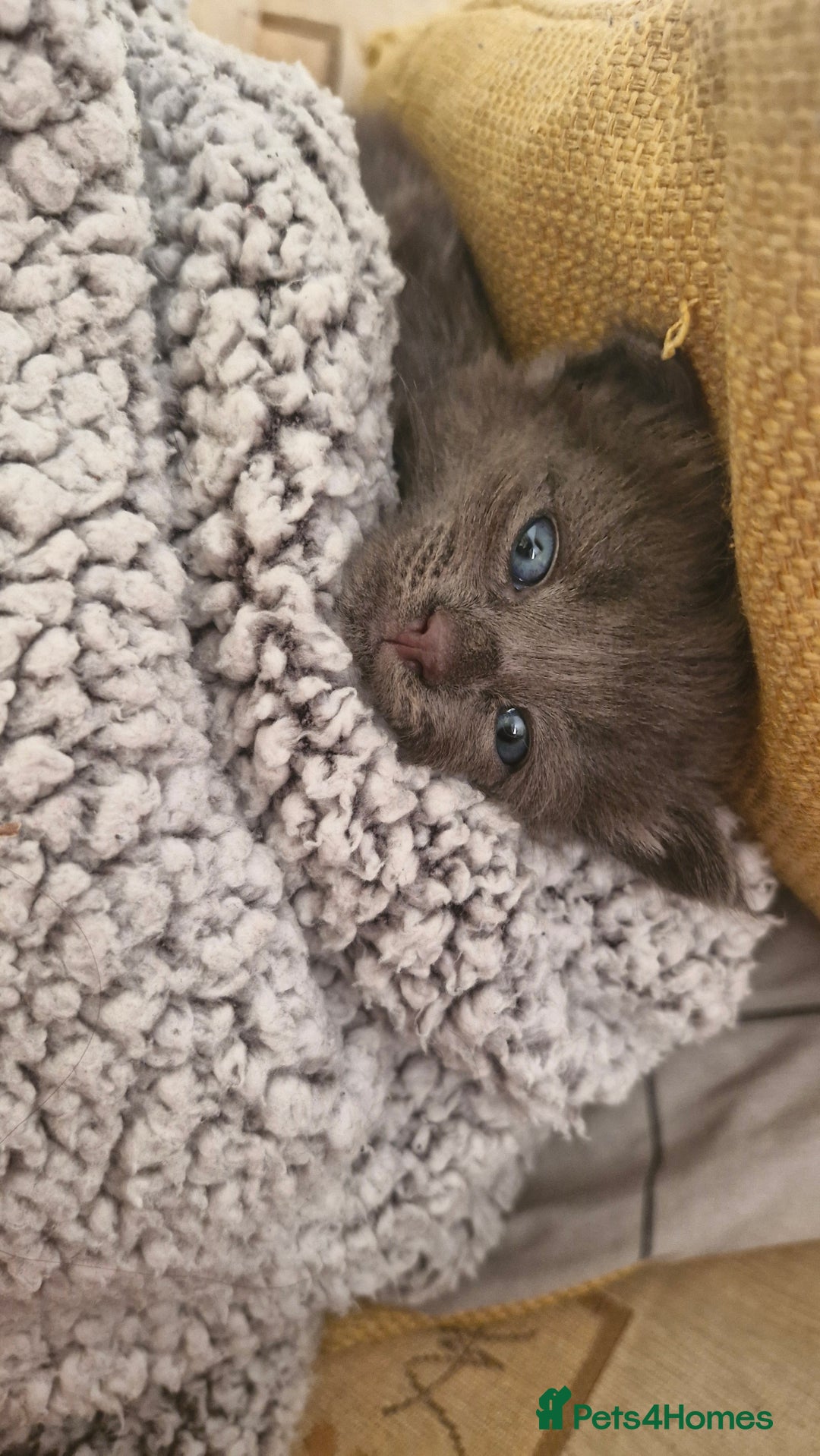 British Longhair cats for sale: English Long Haired Grey Kitten  - Image 3