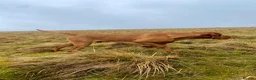 Hungarian Vizsla dogs for stud: European champion sired -Imported Hungarian Vizsla - Advert 3