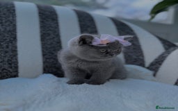 British Shorthair cats for sale: British Shorthair Kittens  - Image 8