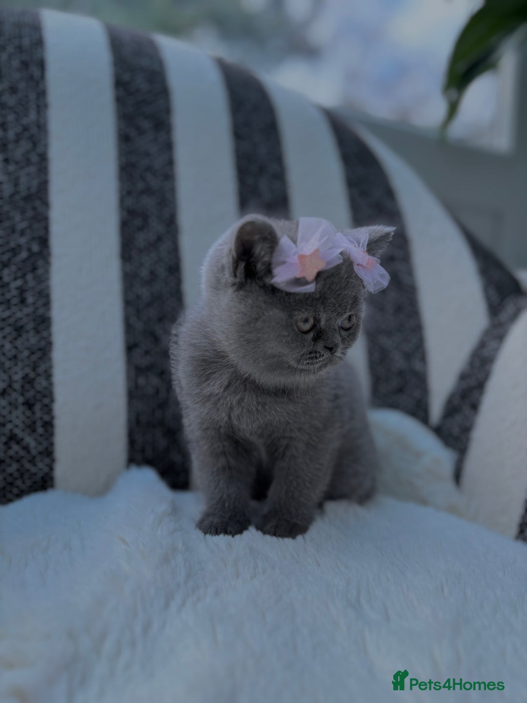 British Shorthair cats for sale: British Shorthair Kittens  - Image 8