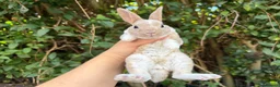 Rex rabbits for sale: 3 x stunning mini rex babies for reserve  - Advert 3