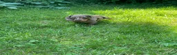 Miniature Dachshund dogs for sale: Beautiful miniature Dachshuhds available  - Advert 6