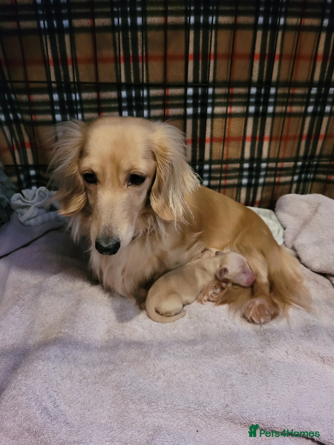 Miniature Dachshund dogs for sale: Beautiful KC English cream female mini dachshund  - Advert 2
