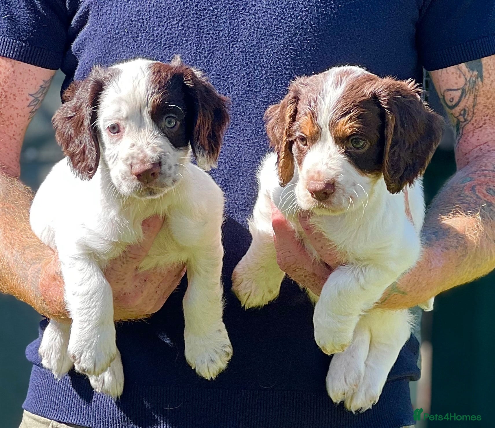 Cocker Spaniel dogs Working cocker spaniel pups  - Advert 2